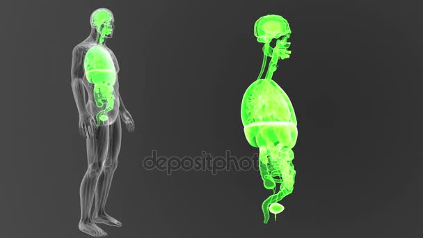 Esqueleto Vista Posterior Los Órganos Humanos Fuera Del Cuerpo Sobre — Vídeo de stock