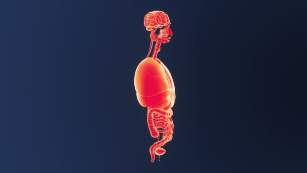 View Human Organs Blue Background — Stock Video