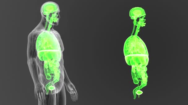 Squelette Vue Postérieure Des Organes Humains Hors Corps Sur Fond — Video