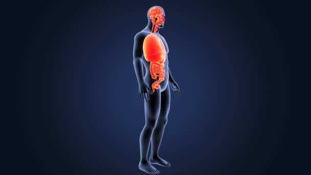 Skeleton Posterior View Human Organs Blue Background — Stock Video