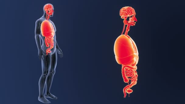Kostra zadní pohled lidských orgánů z těla na modrém pozadí