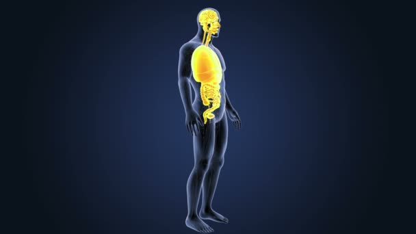 Σκελετός Οπίσθια Προβολή Των Ανθρώπινων Οργάνων Μπλε Φόντο — Αρχείο Βίντεο
