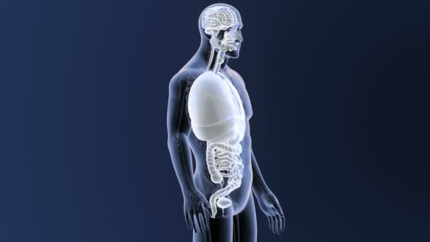 Esqueleto Vista Posterior Los Órganos Humanos Sobre Fondo Azul — Vídeo de stock