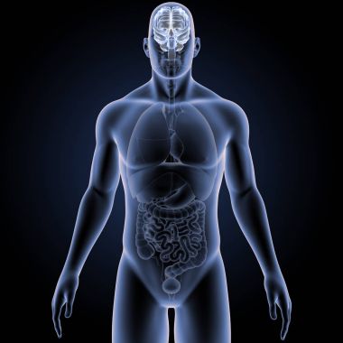 Vücut ön görünümü ile beyin