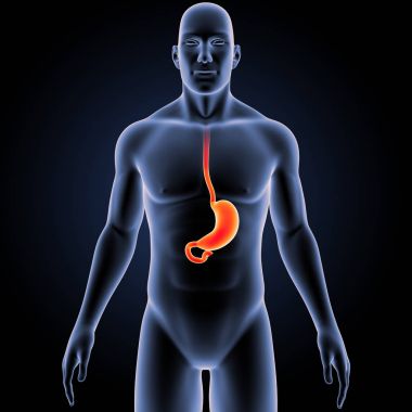 İnsan vücudu anatomisi 