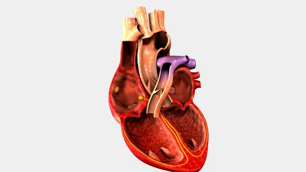 Corazón humano —  Fotos de Stock