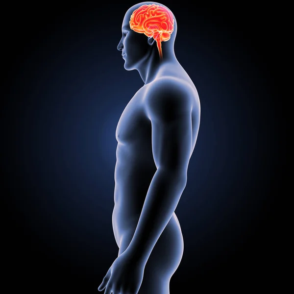 Gehirn mit Körpervorderseite — Stockfoto