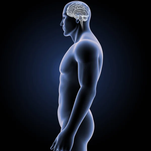 Brain with Body Lateral view. — Stock Photo, Image