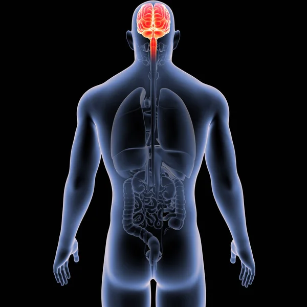 Brain with Organs Posterior view