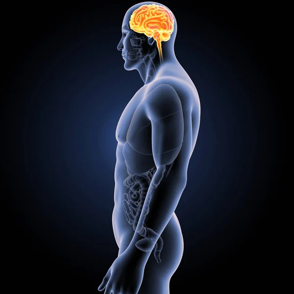 Cerebro con vista anterior del cuerpo — Foto de Stock