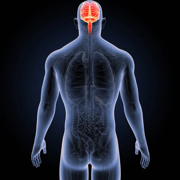 Cerebro con vista anterior del cuerpo — Foto de Stock