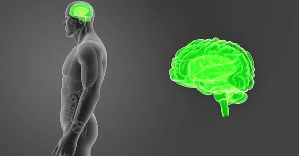 Cerveau avec vue antérieure du corps — Photo