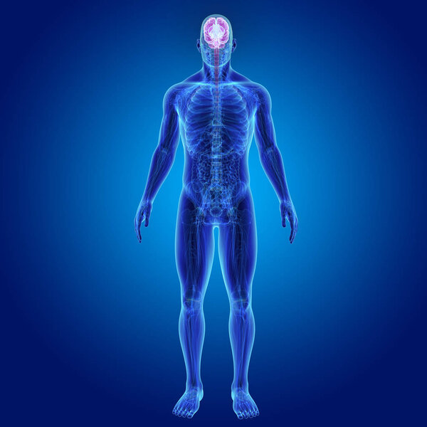 Мозг с передним видом
