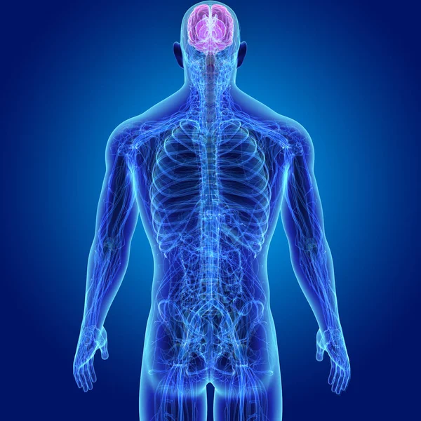 Cerebro con vista anterior del cuerpo — Foto de Stock