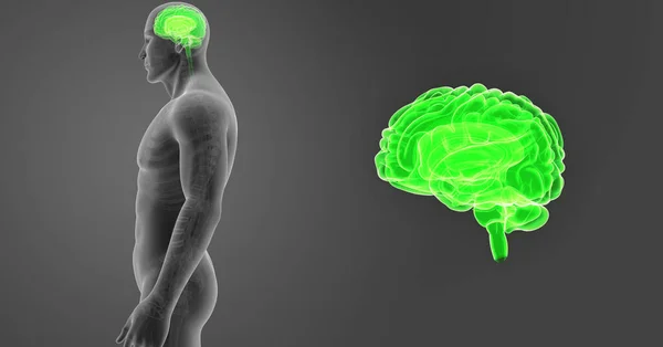 人脑变焦与骨架体前3D 例暗背景 — 图库照片