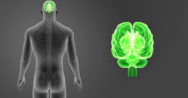 Zoom Cerebro Humano Con Cuerpo Esqueleto Ilustración Anterior Sobre Fondo — Foto de Stock