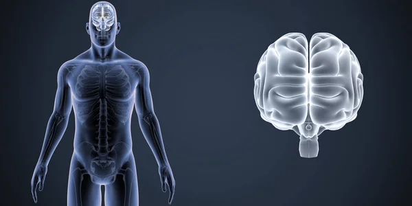 Cervello Umano Zoom Con Scheletro Corpo Anteriore Illustrazione Sfondo Scuro — Foto Stock