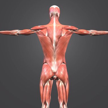 İnsan kas anatomisi renkli tıbbi çizimi