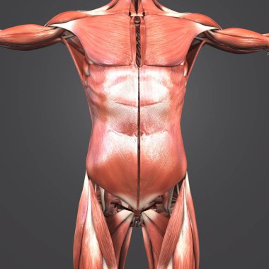 Renkli tıbbi illüstrasyon insan üst vücut anatomi kas