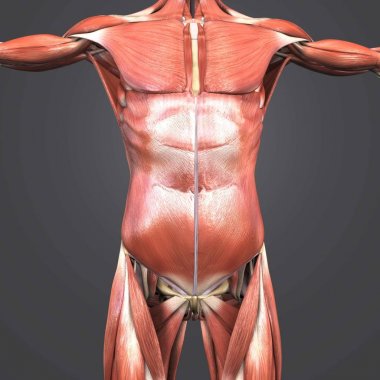 Renkli tıbbi illüstrasyon insan üst vücut anatomi kas