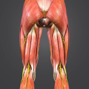 Renkli tıbbi illüstrasyon insan alt ekstremite sinir