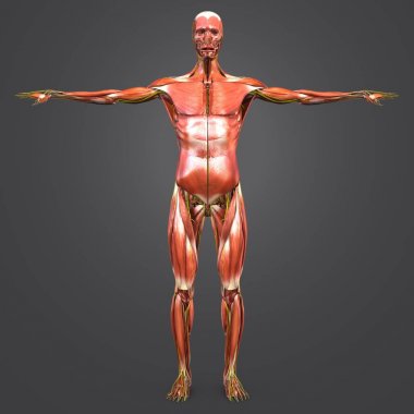 İnsan kas anatomisi renkli tıbbi çizimi