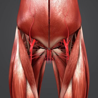 İnsan kalça ve uyluk kasları renkli tıbbi çizimi 