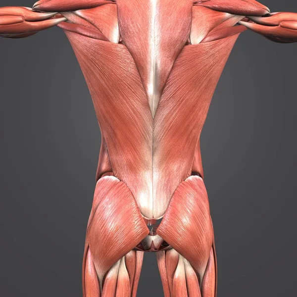 Colorida Ilustración Médica Los Músculos Humanos Columna Vertebral —  Fotos de Stock