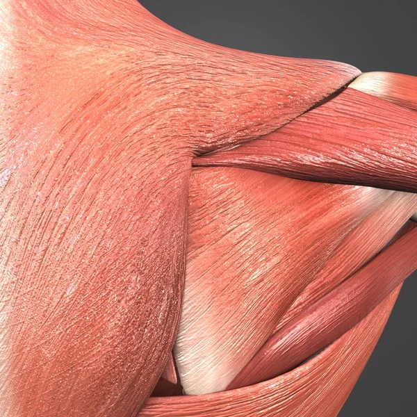 Красочная Медицинская Иллюстрация Мышц Плеча Человека — стоковое фото
