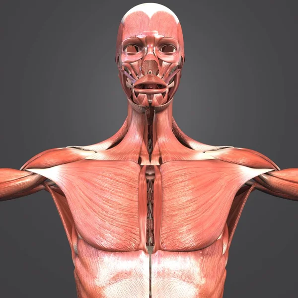 Colorida Ilustración Médica Anatomía Muscular Humana — Foto de Stock