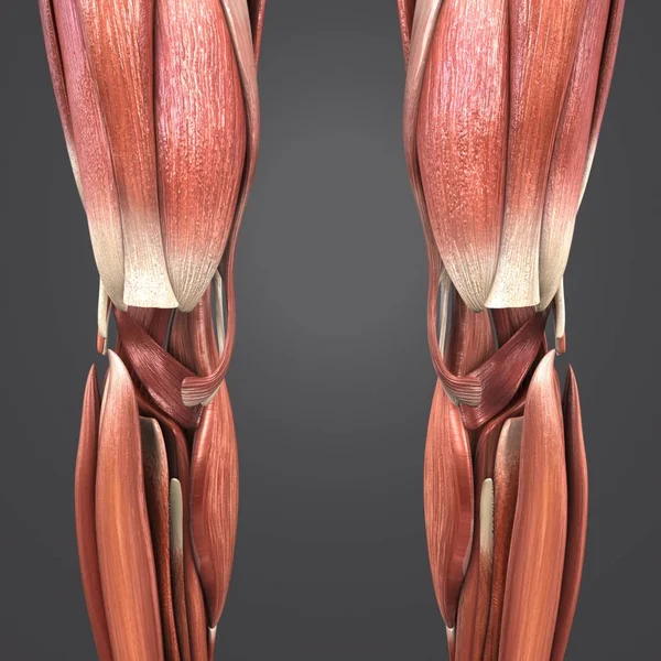ひと下肢前面像のカラフルな医療イラスト — ストック写真