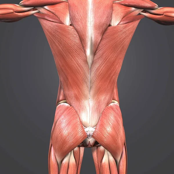 Colorida Ilustración Médica Los Músculos Humanos Columna Vertebral —  Fotos de Stock