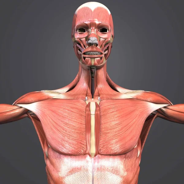 Colorida Ilustración Médica Anatomía Muscular Humana — Foto de Stock