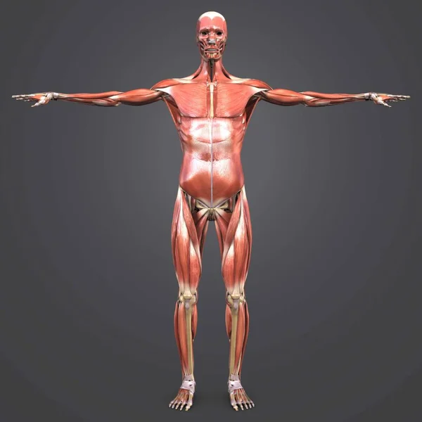 Colorida Ilustración Médica Anatomía Muscular Humana Esqueleto — Foto de Stock