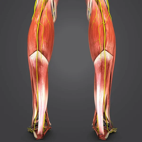 Colorful Medical Illustration Human Muscles Legs — Stock Photo, Image