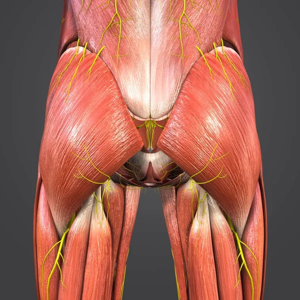 Colorful Medical Illustration Human Hips Muscles — Stock Photo, Image