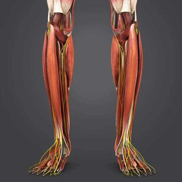 人間の足の筋肉のカラフルな医療イラスト — ストック写真