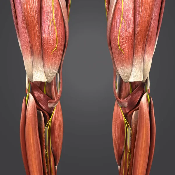 Barevné Lékařské Ilustrace Lidských Svalů Nohy — Stock fotografie