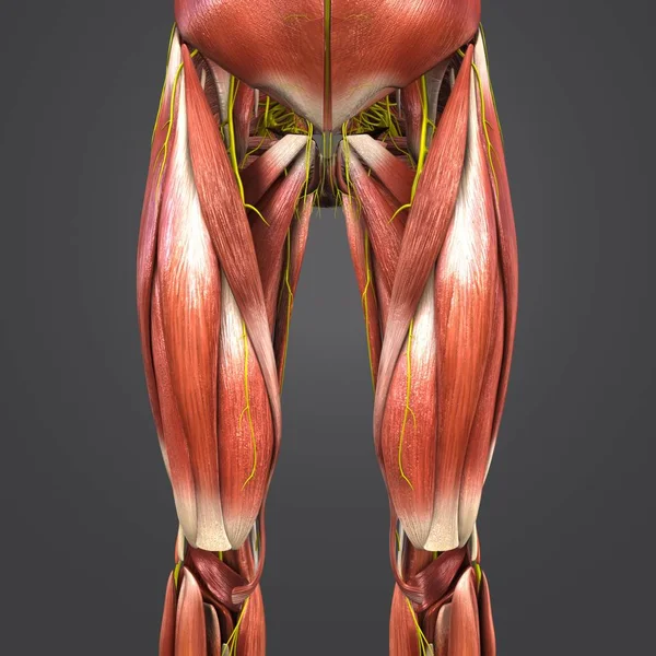 Kleurrijke Medische Illustratie Van Menselijke Heup Bovenbeenspieren — Stockfoto