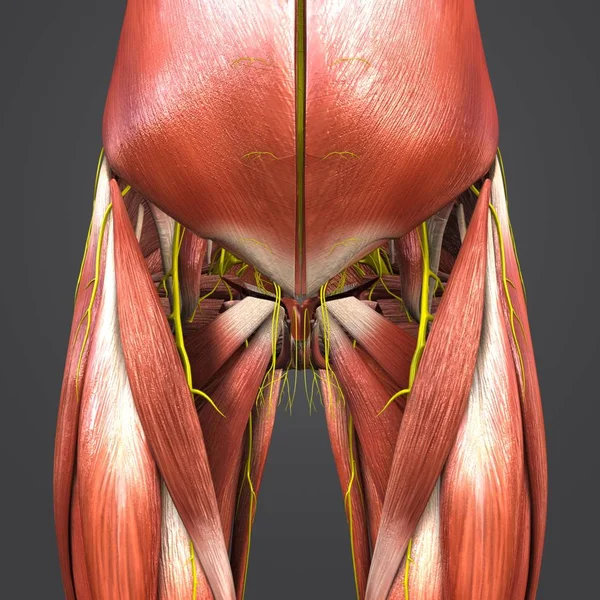 人体臀部和大腿肌肉的彩色医学插图 — 图库照片
