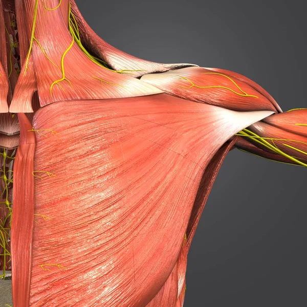 Ilustração Médica Colorida Músculos Humanos Ombro Com Nervos — Fotografia de Stock