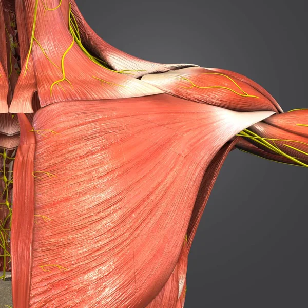 Красочная Медицинская Иллюстрация Человеческих Мышц Плеча Нервами — стоковое фото