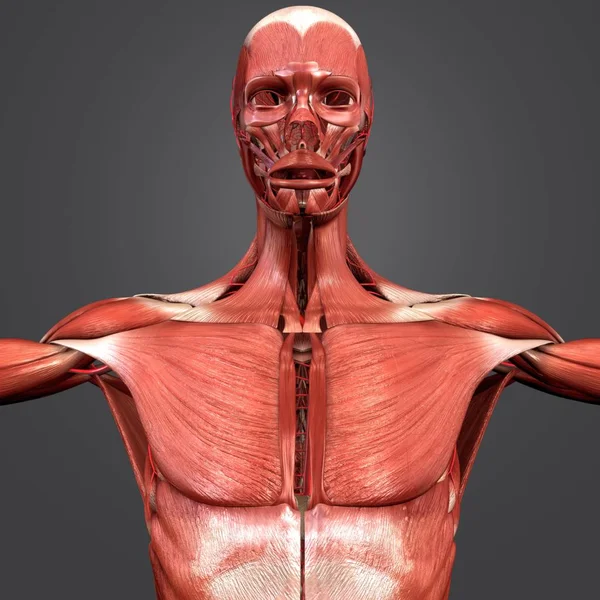 Colorful Medical Illustration Human Muscular Anatomy — Stock Photo, Image