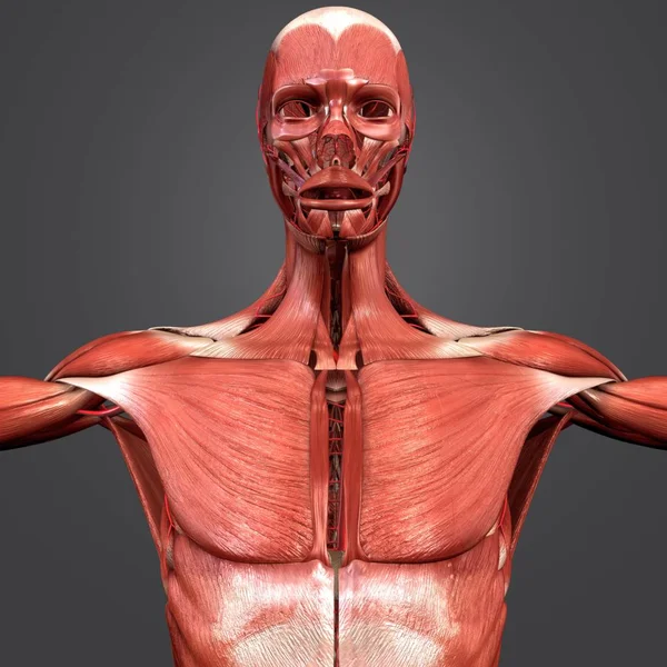 Colorida Ilustración Médica Anatomía Muscular Humana — Foto de Stock