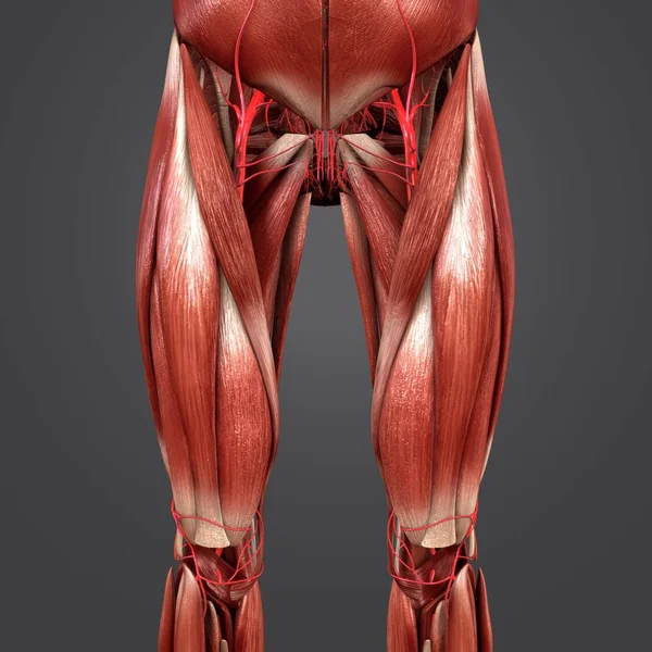 Colorida Ilustración Médica Cadera Humana Los Músculos Del Muslo —  Fotos de Stock
