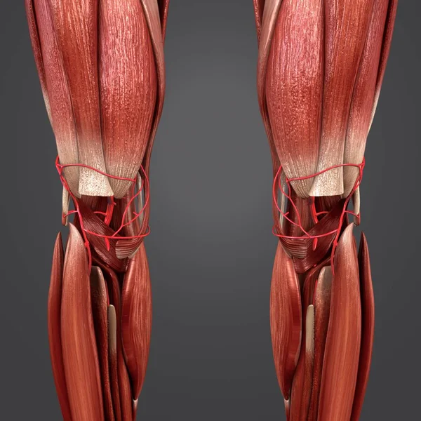 Colorful Medical Illustration Human Lower Limbs Arteries — Stock Photo, Image