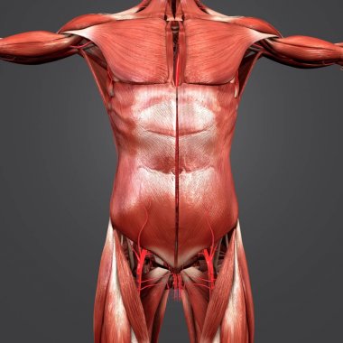 Renkli tıbbi illüstrasyon insan üst anatomi kas arterler ile 
