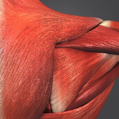 İnsan omuz kasları arterler ile renkli tıbbi çizimi 