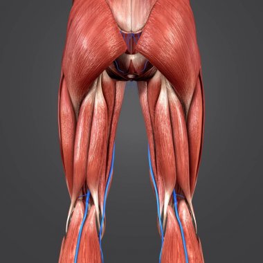 Renkli tıbbi illüstrasyon insan alt ekstremite damarlar Posterior Manzaralı