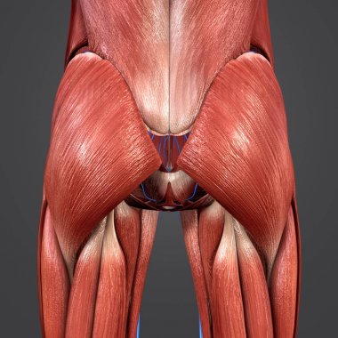 Renkli tıbbi illüstrasyon insan kalça kaslarının